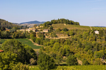 Fototapeta na wymiar Vignoble du Beaujolais près du village de Jarnioux, dans le pays des pierres dorées