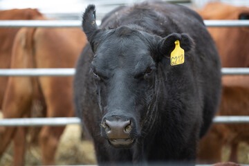Argentina´s greatest and amazing bovine cattle