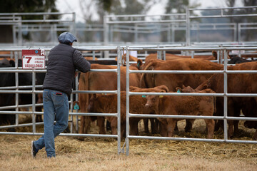 Argentina´s greatest and amazing bovine cattle