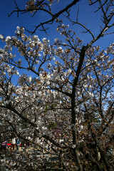 仁和寺の御室桜