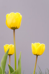 Three yellow blooming tulip plants on gray background 