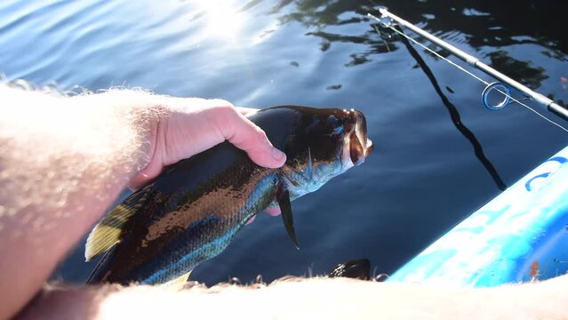 Kayak fishing fall season, nice catch largemouth bass, held in hand, hobby leisure activities. Real time video, hand held, holing fish, catch and release 