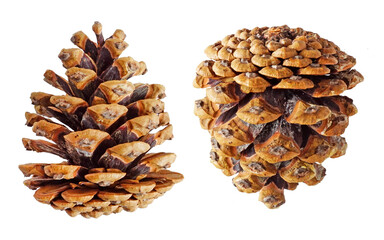 Pine cones isolated on white background with clipping paths. Realistic photo of brown pine cones