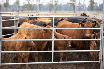Argentina ´s amazing aberdeen angus cattle
