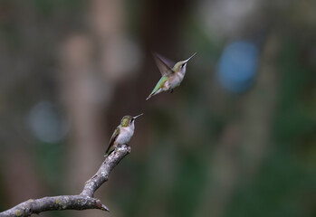hummingbird in flight