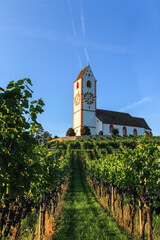 Church St. Moritz surrounded with wine grapes in Hallau, Klettgau, Schaffhausen, Switezrland. Klettgau is a well-known wine production area.