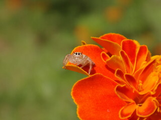 Tiny, female jumping spider (Thyene imperialis) sitting on a bright orange marigold flower