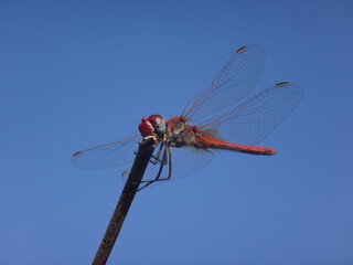 Male red-veined darter, also known as nomad dragonfly (Sympetrum fonscolombii) perching on a dry twig against clear blue sky