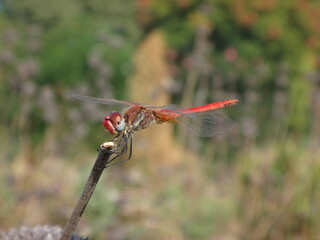Male red-veined darter, also known as nomad dragonfly (Sympetrum fonscolombii) perching on a dry...