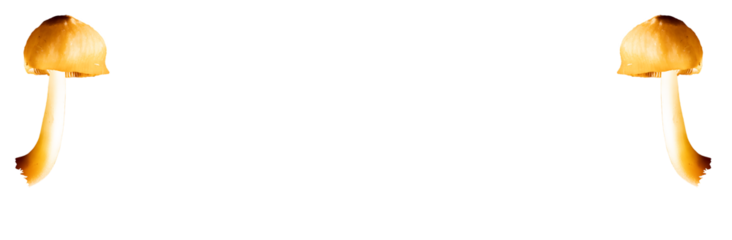 Cogumelo pequeno de cabeça arredondada nativo da Mata Atlântica Brasileira. São Paulo, Brasil.  Formato de arquivo png fundo transparente.