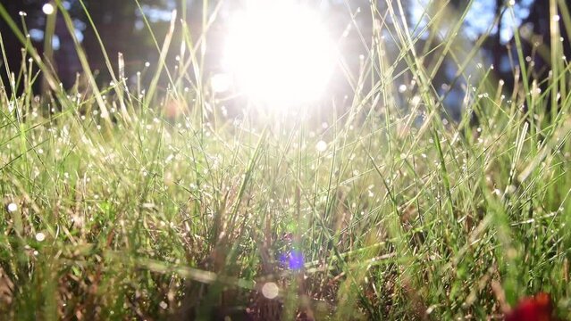 Abstract perspective moving forward slide grass fall season