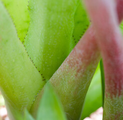 close up of a palm leaf plant
