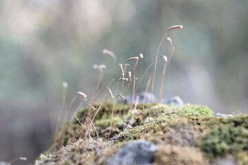moss and flora