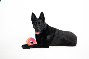 German Shepherd. Black Dog. Dog on a white background.