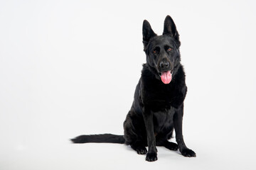 German Shepherd. Black Dog. Dog on a white background.