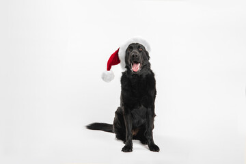 German Shepherd. Black Dog. Dog on a white background.