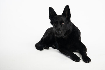 German Shepherd. Black Dog. Dog on a white background.