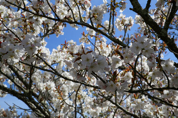 仁和寺の御室桜