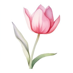 watercolor tulip on white background