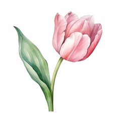 Fototapeta premium watercolor tulip on white background