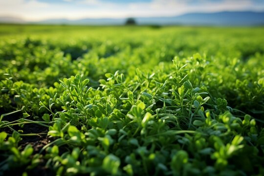 Young alfalfa grows in the spring field. Generative AI