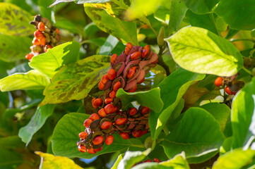 Magnolia soulangeana tree branches with green and yellow leaves and pink seed cones with bright orange seeds