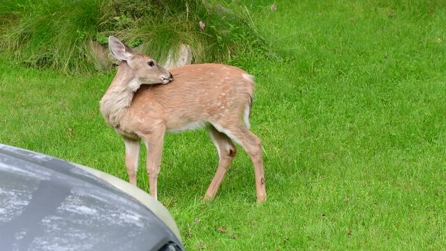 young deer in home back yard