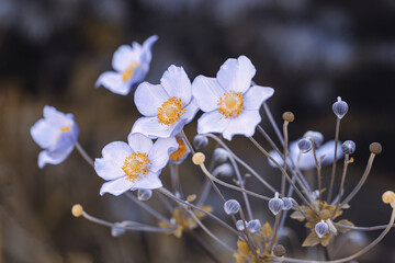 Kwiat biały, ujęcie makro. Zawilec japoński, letni ogród	