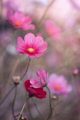 Różowy, letni kwiat kosmos pierzasty (Garden cosmos), ujęcie makro - obrazy, fototapety, plakaty