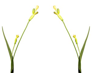 Planta com flor amarela na ponta e botão verde.  Mata Atlântica Brasileira. São Paulo, Brasil. Formato de arquivo png com fundo transparente.	