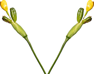 Obraz premium Planta com flor amarela na ponta e botão verde. Mata Atlântica Brasileira. São Paulo, Brasil. Formato de arquivo png com fundo transparente. 