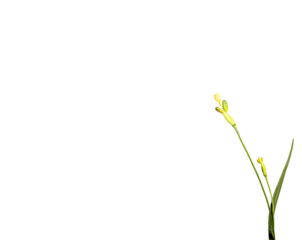 Planta com flor amarela na ponta e botão verde.  Mata Atlântica Brasileira. São Paulo, Brasil. Formato de arquivo png com fundo transparente.	