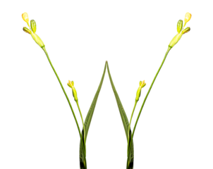 Planta com flor amarela na ponta e botão verde.  Mata Atlântica Brasileira. São Paulo, Brasil. Formato de arquivo png com fundo transparente.	