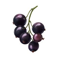 Ripe and juicy blackcurrant berries isolated on a transparent background. Watercolor botanical illustration