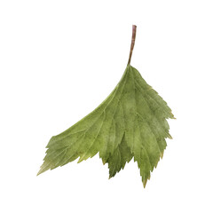 Green blackcurrant leaves isolated on a transparent background. Watercolor botanical illustration