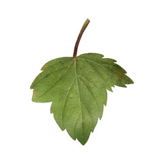 Green blackcurrant leaves isolated on a transparent background. Watercolor botanical illustration