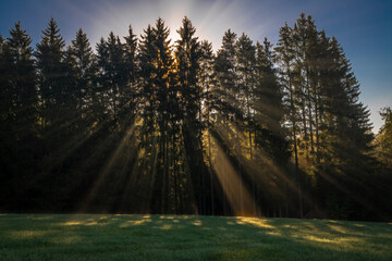 Ray of light and shadow in green spruce forest near Horschlag village
