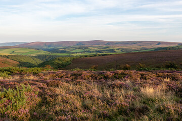 Fototapeta premium Landscape photo of Porlock Common at the top of Porlock Hill in Exmoor National Park
