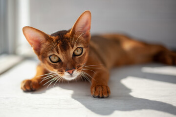 Hunter cat, the muzzle of the Abyssinian cat before the attack close-up. The cat is playing indoors and getting ready to jump. The eyes of a playful pet wanting to pounce