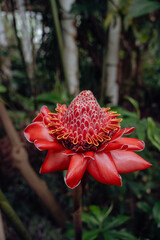red flower in the garden