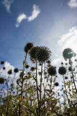 dandelion against blue sky