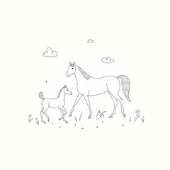 Arabian horse with foal walks in a meadow