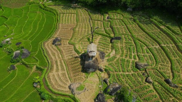 Serene aerial footage of a farmer's hut situated in the midst of lush paddy fields, showcasing crop cultivation in a tranquil, mountainous village surrounded by a vast forest