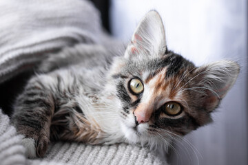 Gray little kitten resting on the windowsill and wrapped in a warm blanket, close-up, soft selective focus