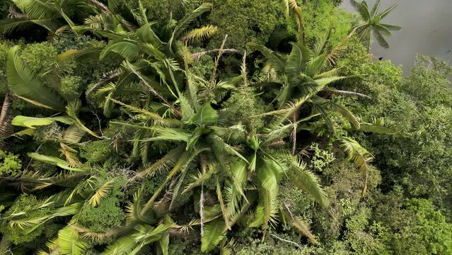 Drone footage - Bird's eye view of palm trees next to a lagoon in the Amazon rainforest in Brazil, South America - zoom out - natural look