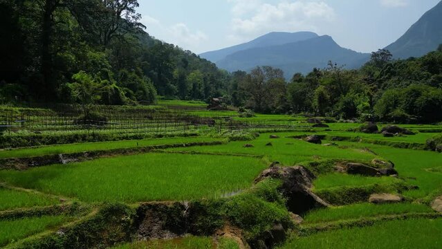 serene aerial footage of a drone hovering over a crop-cultivated paddy field nestled in the mountains of a tranquil rural village, showcasing the farming lifestyle
