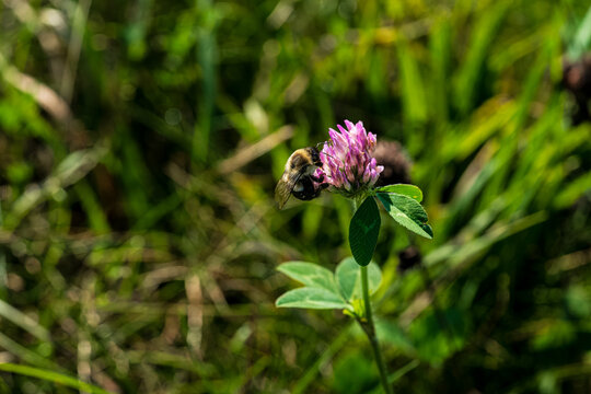 Bumble Bee on Red Clover Flower
