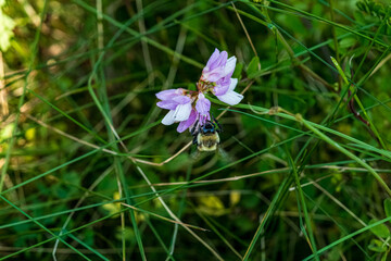 Bumble Bee on crown fetch flower