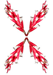 Flor da bromélia de cor vermelha encontrada na Mata Atlântica Brasileira. São Paulo, Brasil.  Formato de arquivo png com fundo transparente.	