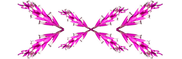 Flor da bromélia de cor vermelha encontrada na Mata Atlântica Brasileira. São Paulo, Brasil. Formato de arquivo png com fundo transparente.